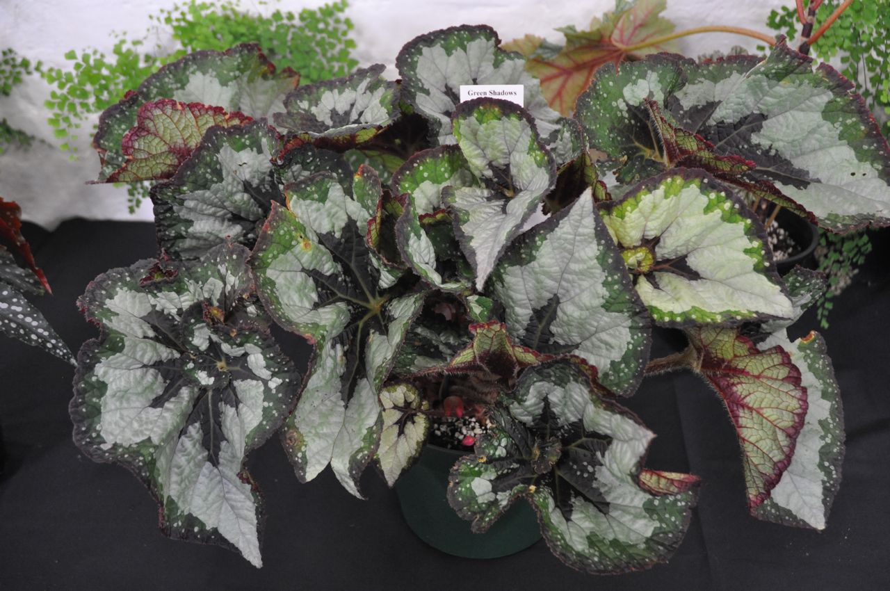 B. ‘Green Shadows’